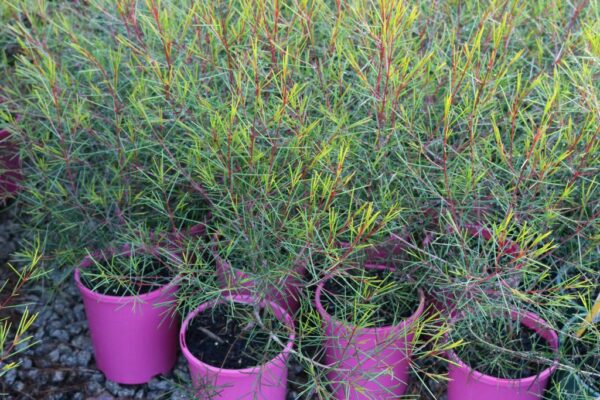 Chamelaucium Free Spirit
