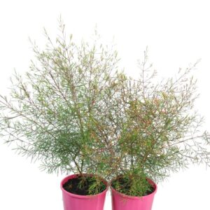 Chamelaucium Free Spirit