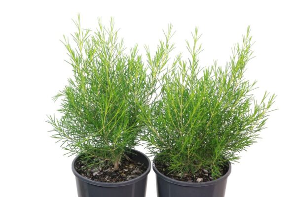 CHAMELAUCIUM ICE QUEEN