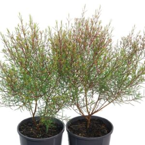 Chamelaucium Indigo