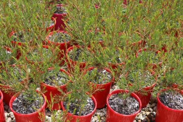 Chamelaucium Jubilee