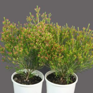 Chamelaucium Kalbarri