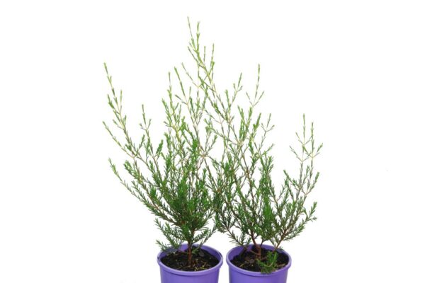 CHAMELAUCIUM MARSHMALLOW DELIGHT