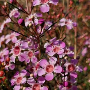 Chamelaucium Nieks Pride