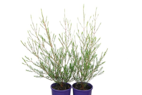 CHAMELAUCIUM NINAS DELIGHT