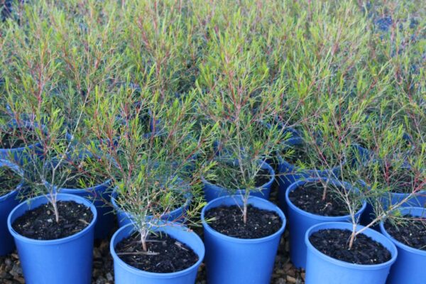 CHAMELAUCIUM UNCINATUM PURPLE PRIDE