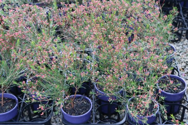 CHAMELAUCIUM UNCINATUM PURPLE PRIDE