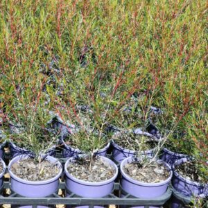 CHAMELAUCIUM UNCINATUM PURPLE PRIDE