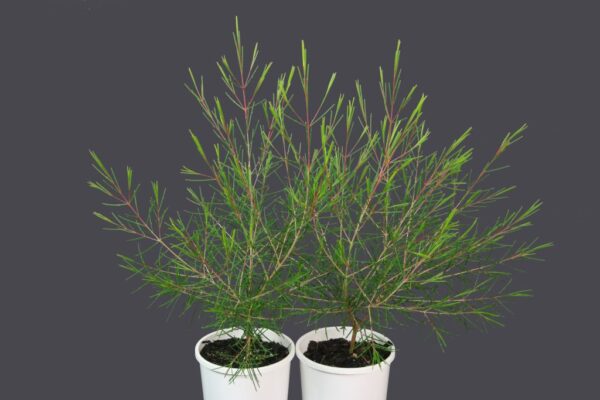 Chamelaucium Purple Rain