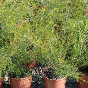 CHAMELAUCIUM RASPBERRY RIPPLE