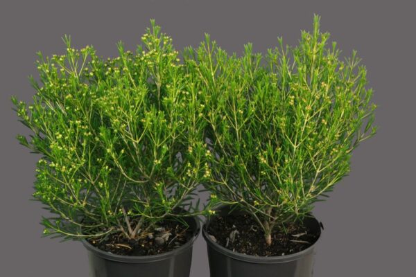 CHAMELAUCIUM SORBETTO