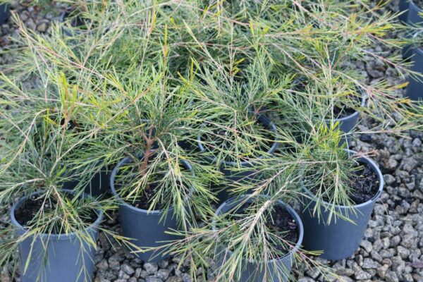 Chamelaucium Tumbelina