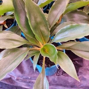 CHLOROPHYTUM PRINCESS MABEL