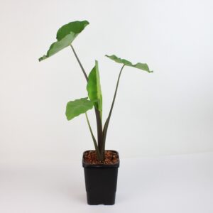 COLOCASIA ESCULENTA RUBRA