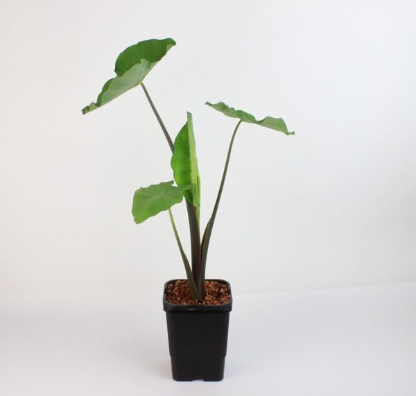 COLOCASIA ESCULENTA RUBRA