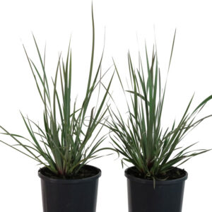 CONOSTYLIS CANDICANS