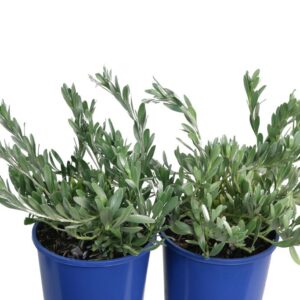 CONVOLVULUS CNEORUM