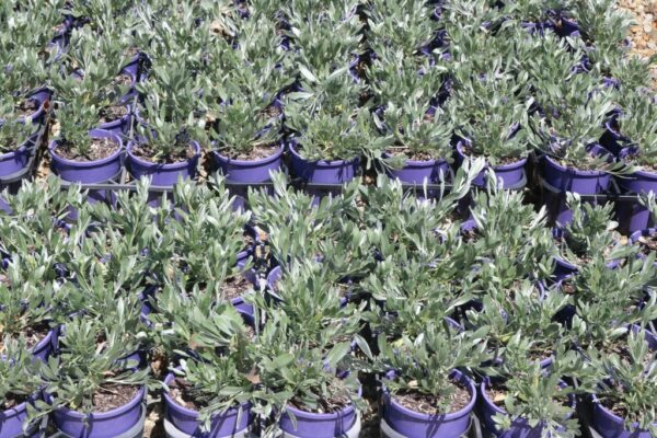 CONVOLVULUS CNEORUM SILVERY MOON