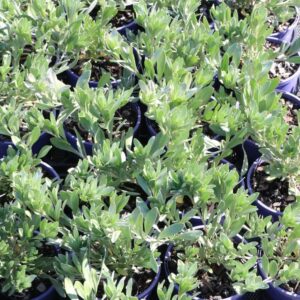 CONVOLVULUS CNEORUM SILVERY MOON