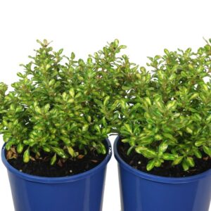 COPROSMA LEMON AND LIME