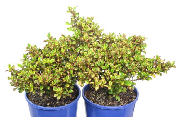 COPROSMA TEQUILA SUNRISE
