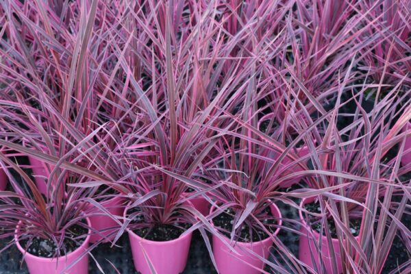 CORDYLINE ELECTRIC PINK