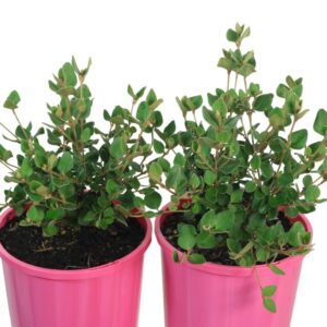 CORREA PINK MIST