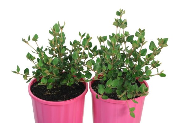 CORREA PINK MIST