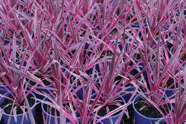 CORDYLINE PINK PASSION
