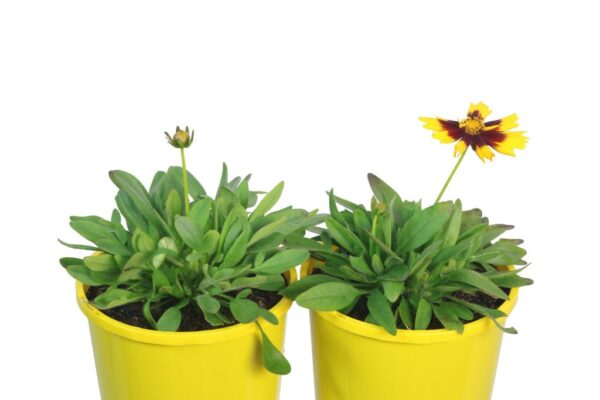 Coreopsis Uptick Gold and Bronze