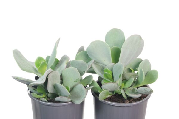 COTYLEDON ORBICULATA DANS DELIGHT
