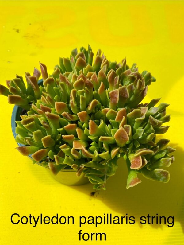 COTYLEDON PAPILLARIS STRING FORM