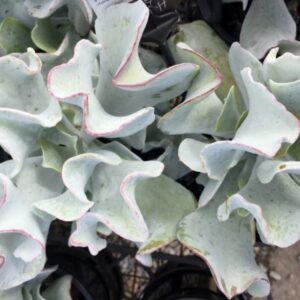 COTYLEDON ORBICULATA SILVER WAVES