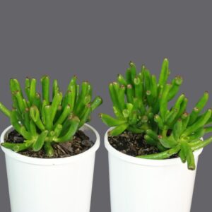CRASSULA GOLLUM