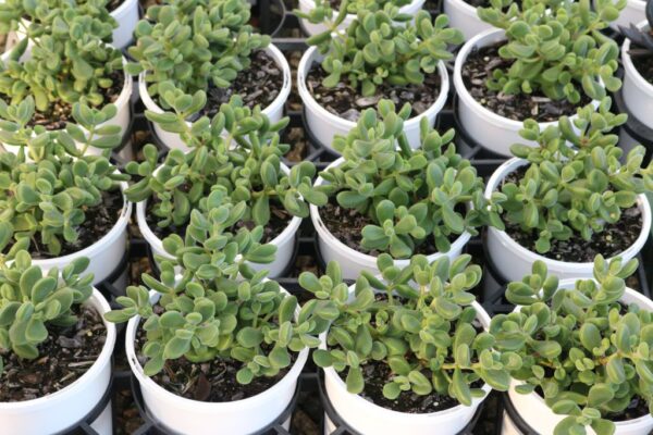 Crassula rogersii