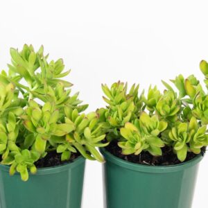 Crassula rubricaulis