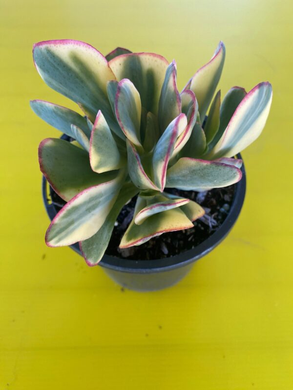 CRASSULA BLUEBIRD VARIGATED