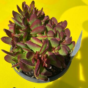 CRASSULA ATROPURPUREA