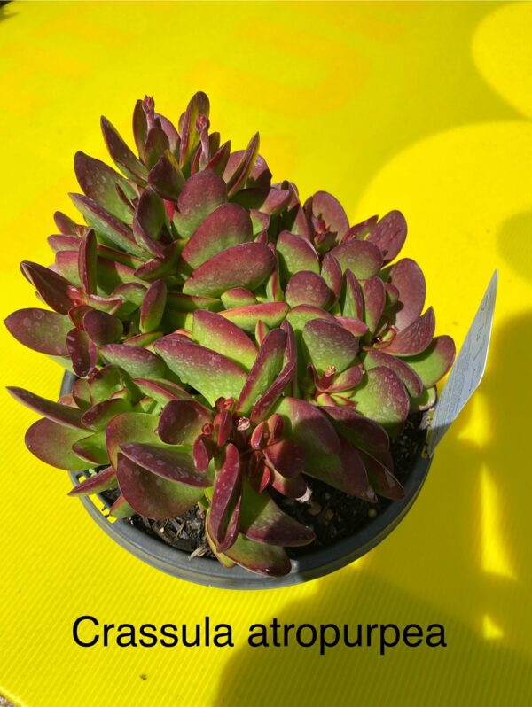 CRASSULA ATROPURPUREA