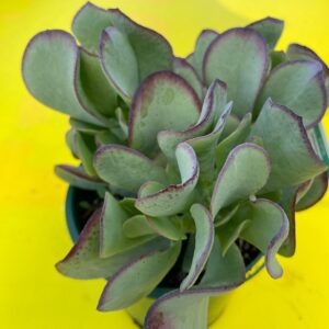 CRASSULA OVATA BLUE BIRD