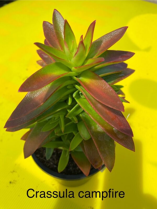 CRASSULA CAPITELLA CAMPFIRE