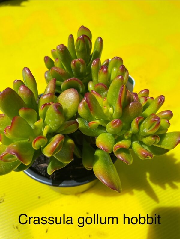 CRASSULA GOLLUM HOBBIT