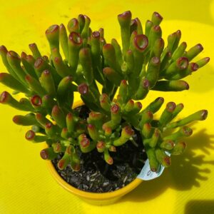 CRASSULA GOLLUM SHREK EARS