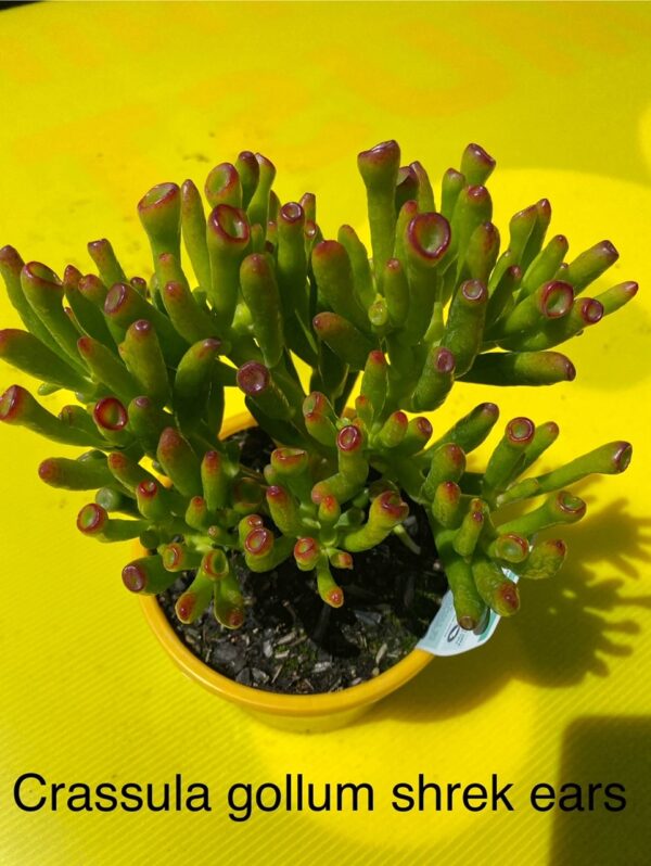 CRASSULA GOLLUM SHREK EARS