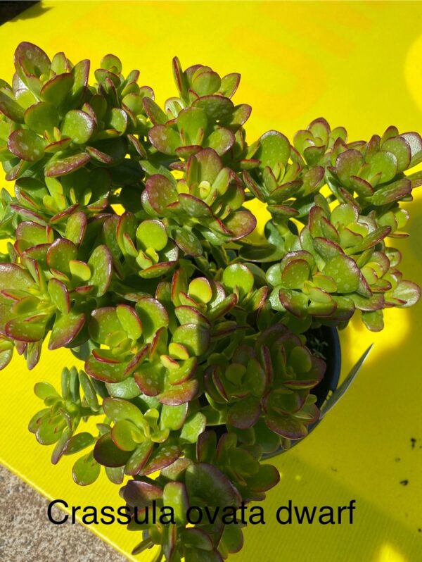 CRASSULA OVATA DWARF