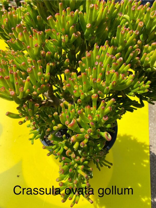 CRASSULA OVATA GOLLUM