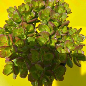 CRASSULA OVATA MINIMA