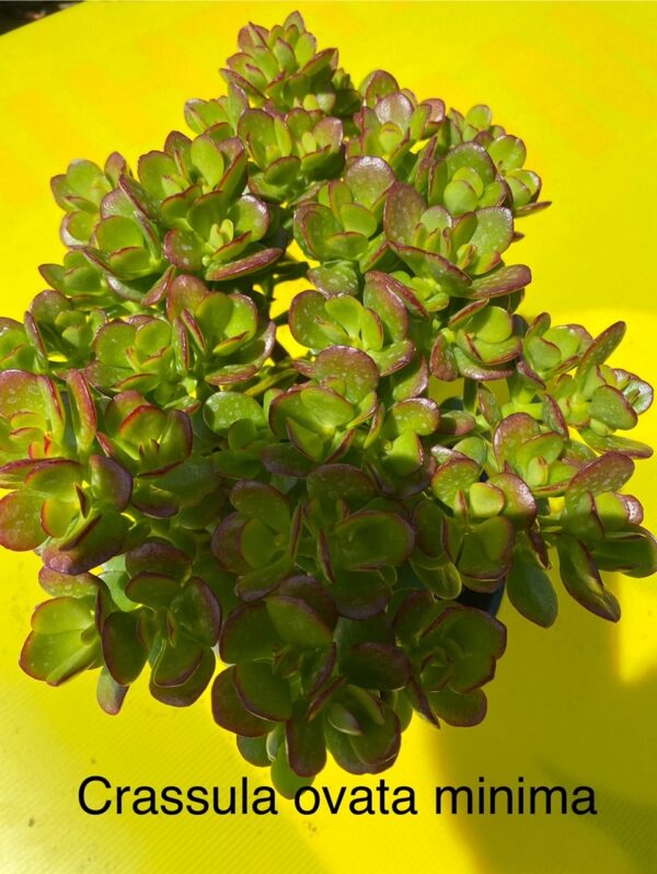 CRASSULA OVATA MINIMA