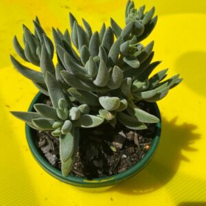 CRASSULA SURPISE PARTY