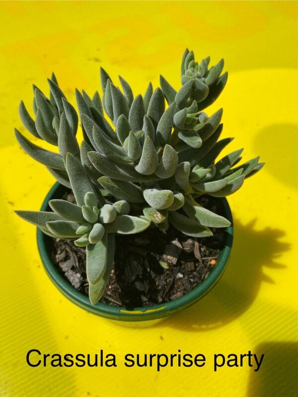 CRASSULA SURPISE PARTY